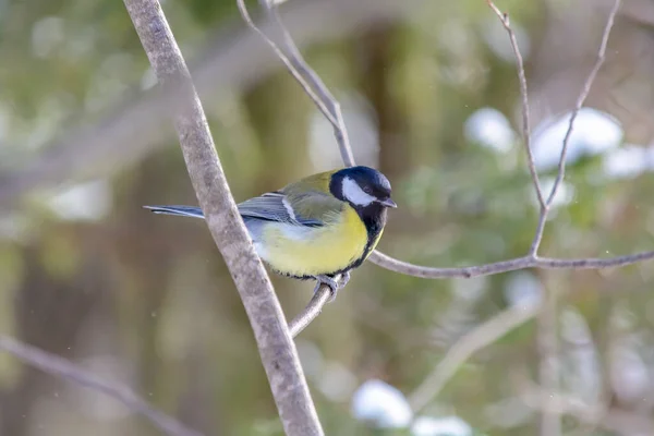 Tit Sits Tree Branch Cold Winter — Stock Fotó