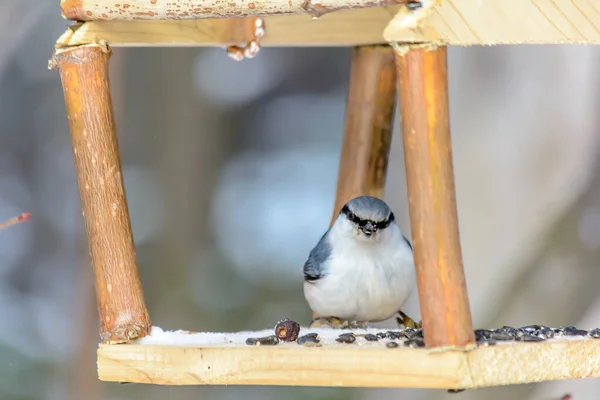 Nuthatch Plockar Korn Från Mataren Kall Vinter — Stockfoto