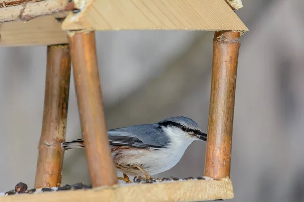 Nuthatch Picore Grain Mangeoire Hiver Froid — Photo