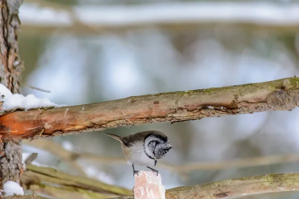 A bird Grenadier pecks fat at feeders in cold winter