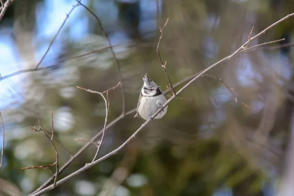 Seekor Burung Grenadier Duduk Cabang Pohon Musim Dingin Stok Gambar Bebas Royalti