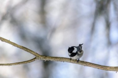 A coal tit sits on a tree branch in cold winter