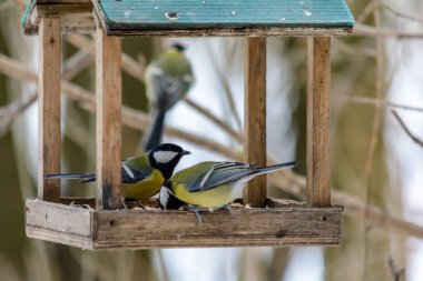 Titmouse soğuk kışta besleyiciden tahıl gagalar