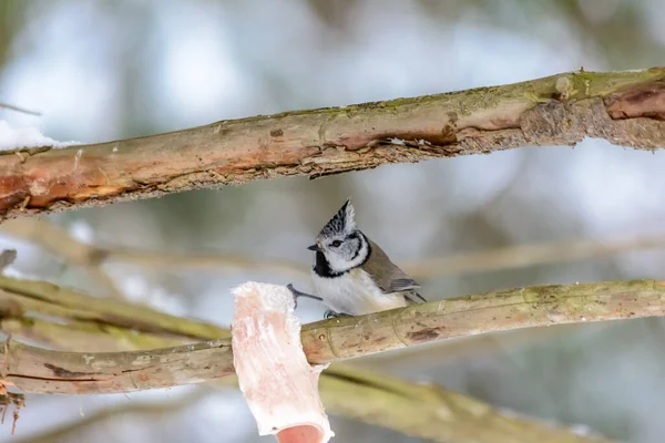 Crested Tit Pecks Fat Feeders Cold Winter — Stockfoto