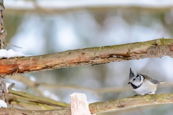 A bird Grenadier pecks fat at feeders in cold winter