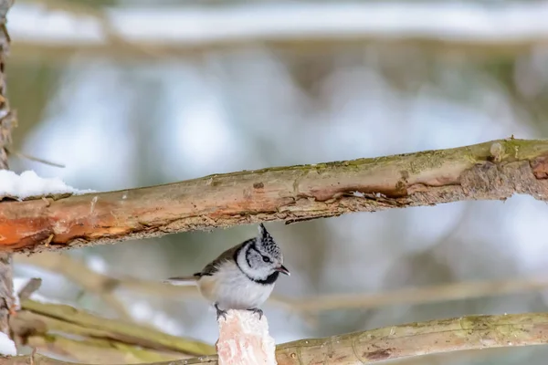 Pájaro Granadero Picotea Grasa Los Comederos Invierno Frío — Foto de Stock