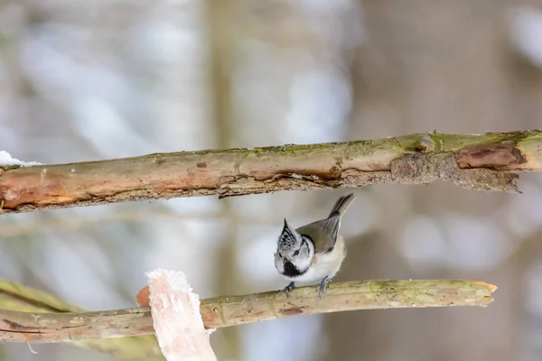 Crested Tit Pecks Fat Feeders Cold Winter — ストック写真