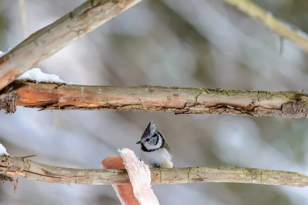 Bird Grenadier Pecks Fat Feeders Cold Winter — Stock Photo, Image