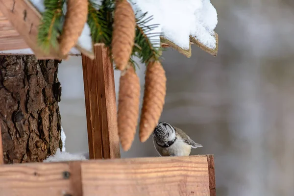 Ptačí Granátník Sedí Podavači Chladné Zimě — Stock fotografie