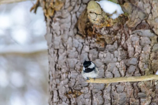 Coal Tit Sits Tree Branch Cold Winter — ストック写真