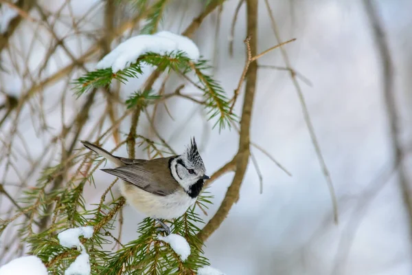 Crested Tit Sits Tree Branch Cold Winter — Stock fotografie