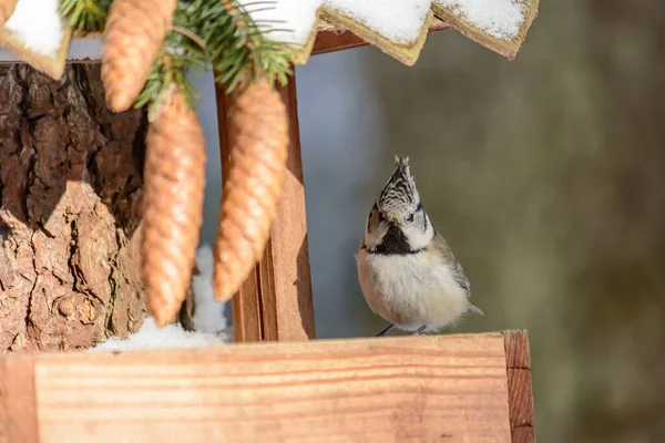 Soğuk Bir Kışta Bir Kuş Kumandanı Bir Yemliğin Üzerine Oturur — Stok fotoğraf