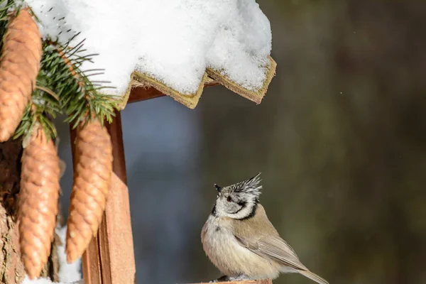 Une Mésange Crête Est Assise Sur Une Mangeoire Hiver Froid — Photo