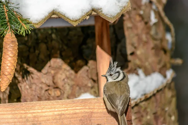 Soğuk Bir Kışta Bir Kuş Kumandanı Bir Yemliğin Üzerine Oturur — Stok fotoğraf