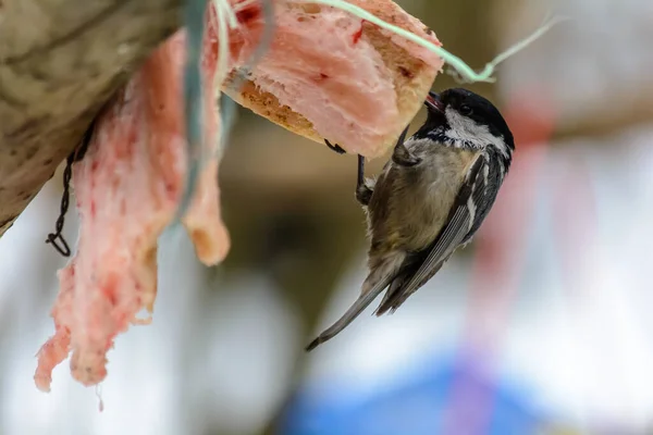 Coal Tit Pecks Fat Feeders Cold Winter — 图库照片