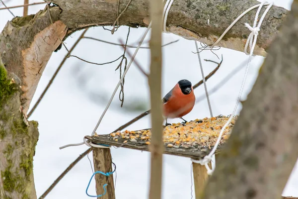 Bullfinch Senta Alimentador Inverno Frio — Fotografia de Stock