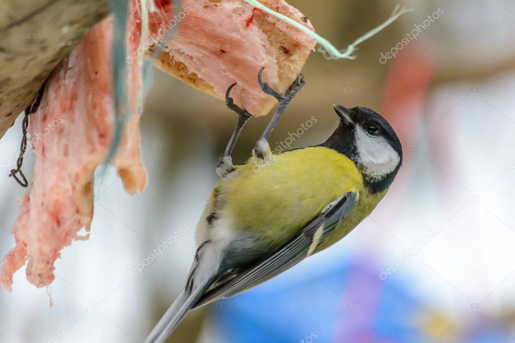 Titmouse pecks fat at feeders in cold winter