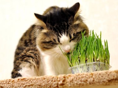 Kurilian bobtail kedi yeşil ot yiyor. Kurilian bobtail evde.