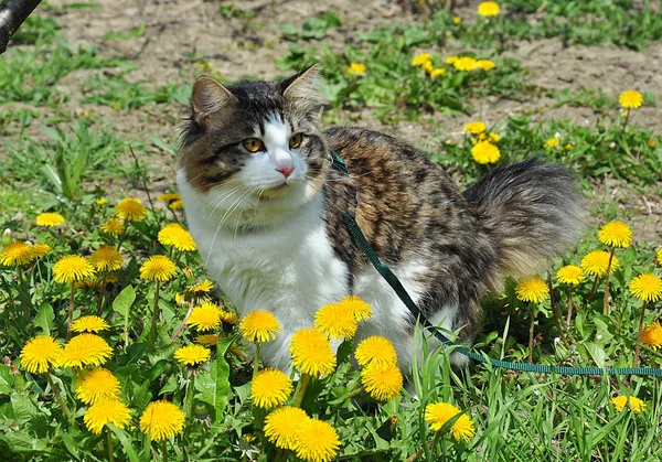 Kurilian Bobtail Pasear Gato Sobre Diente León Primavera Flores Con — Foto de Stock