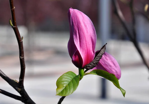 Οφθαλμός ανθού μανόλιας. Magnolia Susan, ροζ λουλούδια. — Φωτογραφία Αρχείου