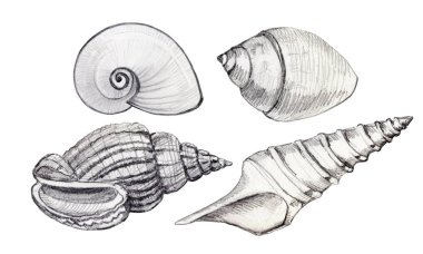 Deniz kabukları Dikişsiz deseni. Manuel grafikler. Arka planlar, duvar kağıtları ve paketleme için tasarım.