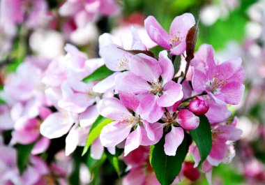 Bahar çiçeği: bahçede elma ağacında güzel çiçekler