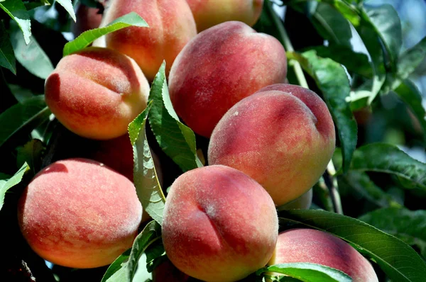 พีชหวานบนกิ่งไม้พีชในสวน ผลไม้ธรรมชาติ — ภาพถ่ายสต็อก