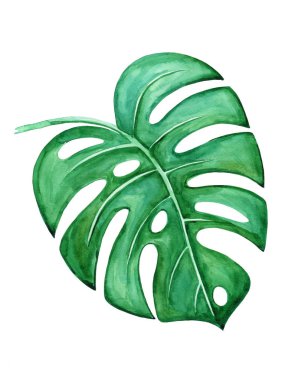 Beyaz bir arka planda Monstera yaprak. Suluboya Illustration, Dr