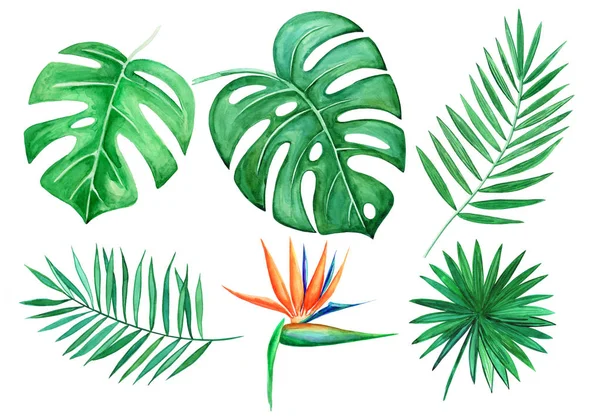 Watercolor set of Tropical leaves isolated elements on white bac — Stock Photo, Image