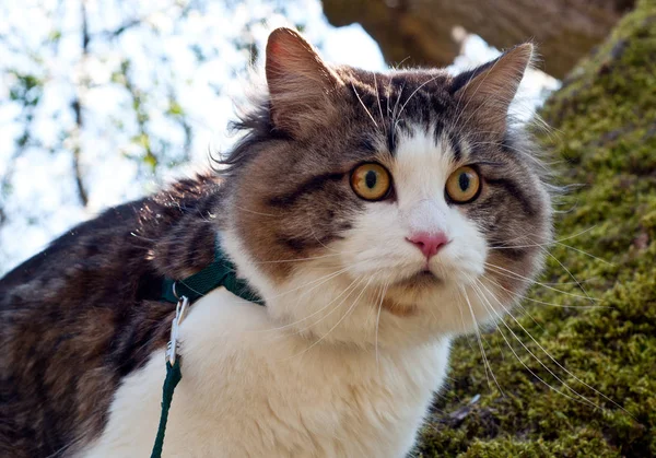 Hermoso gato Kurilian bobtail camina en la primavera en el parque o — Foto de Stock