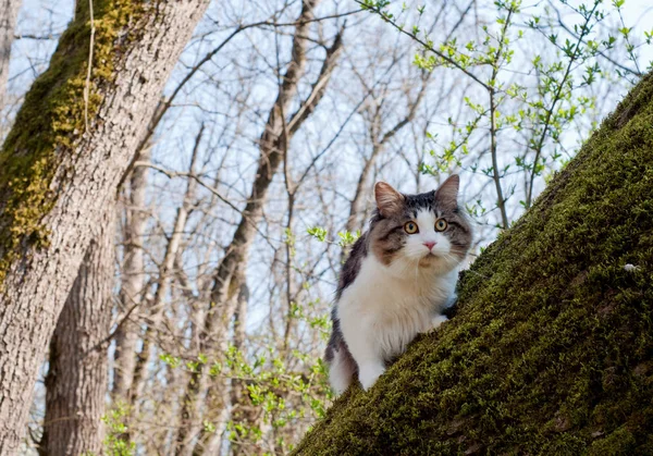 Hermoso gato Kurilian bobtail camina en la primavera en el parque o — Foto de Stock