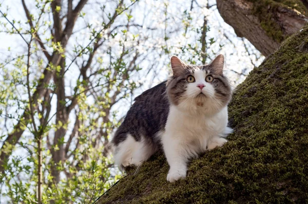 Vacker katt Kurilian Bobtail promenader på våren i parken o — Stockfoto