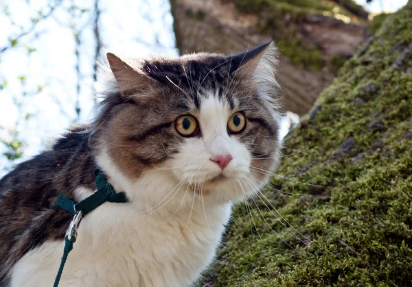 Hermoso gato Kurilian bobtail camina en la primavera en el parque o — Foto de Stock