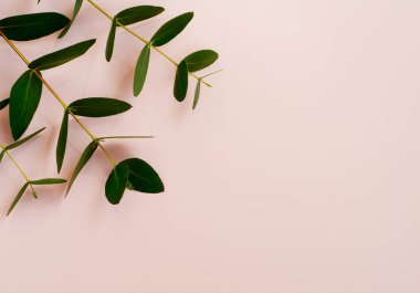 Pembe zemin üzerinde okaliptüs dalları düz, üst görünüm.