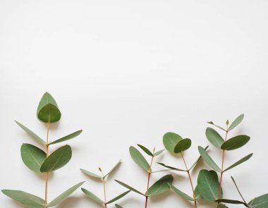 Beyaz arka plan düz döşeme okaliptüs dalları, üst görünüm