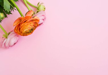Pembe arka planda güzel ranunculus çiçekleri. Pembe ve oran