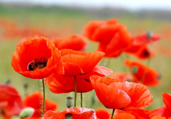 Enkele rode klaprozen op groen veld op zonnige dag. Gebied van klaprozen s — Stockfoto