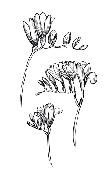 Freesia. Set of floral elements. Hand drawn illustration on whit — Stock Photo, Image