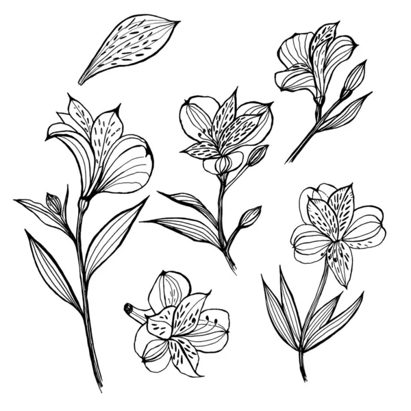 Alstroemeria mı? Çiçek elementleri kümesi. Elle çizilmiş illüstrasyon — Stok fotoğraf