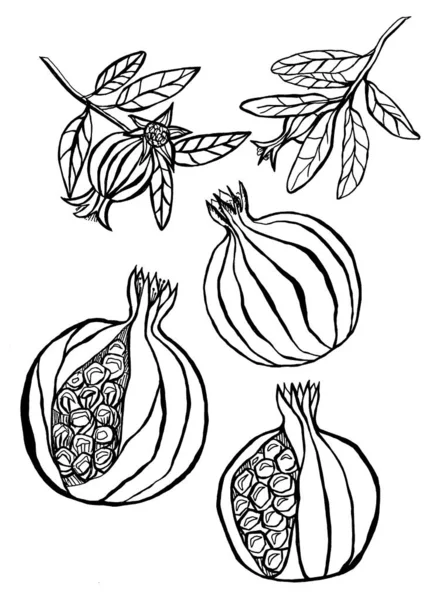 Granatapfel handgezeichnete Illustration. manuelle Grafik. ein — Stockfoto