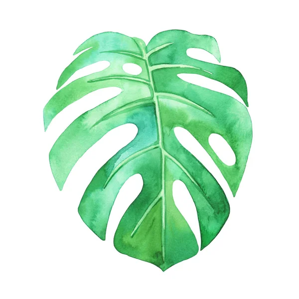 Monstera leaf on a white background. Watercolor illustration, dr — Stock Photo, Image