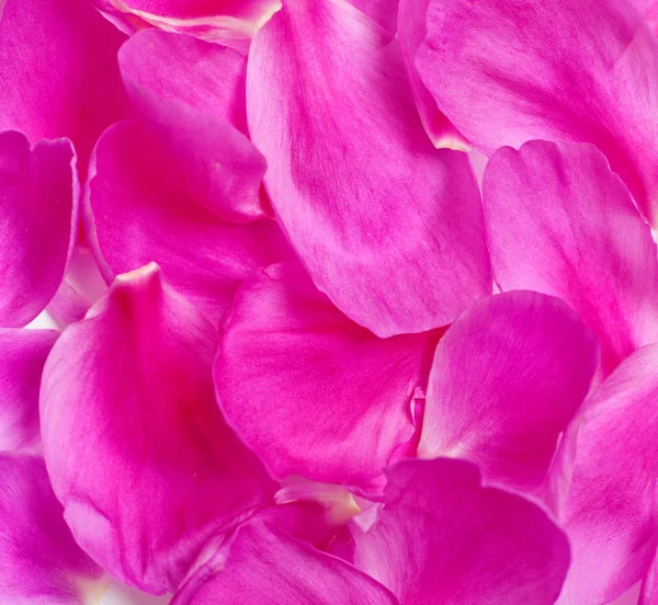 Background of pink peony petals, texture of flower petals. Flat