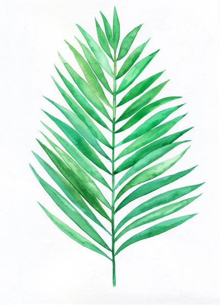 Watercolor palm leaf — Stock Photo, Image