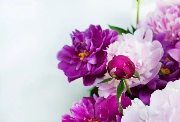 美しい花だたくさんのピオニのエレガントなブーケ — ストック写真
