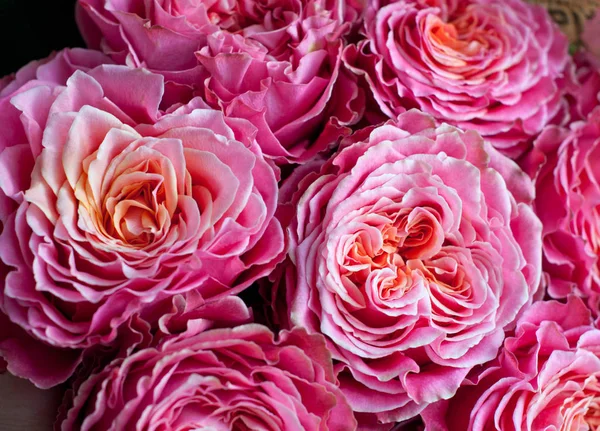 Ramo de rosas frescas, flores de fondo brillante. Primer plano. Rosas. — Foto de Stock