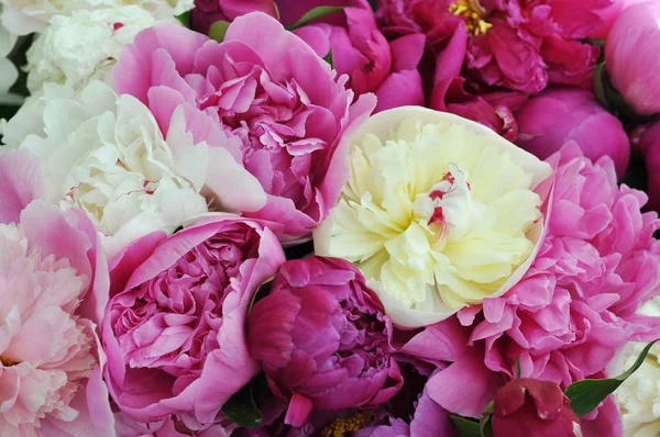 美しい花だたくさんのピオニのエレガントなブーケ — ストック写真