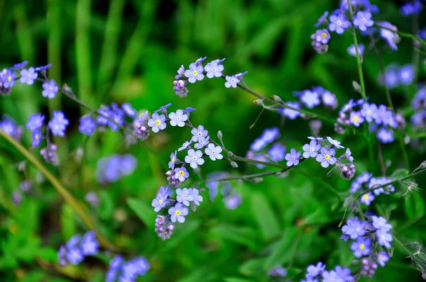 Pequenas flores azuis de esquecer-me-não na grama verde. Incrível. — Fotografia de Stock
