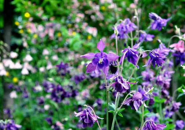 Aquilegia púrpura en el jardín de primavera. Flores azules de aquilegia en —  Fotos de Stock