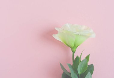 Güzel mor ve beyaz eustoma çiçek (lisianthus) tam b