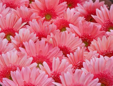 Gerbera Papatya çiçek pembe çiçekleri ile bitki. Çiçek gökkuşağı b